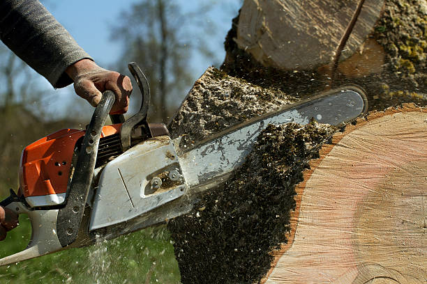 The Steps Involved in Our Tree Care Process in Ilchester, MD